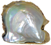 Natural Extra Fine Blue-Gray Japanese Akoya Saltwater Pearl - Round - Half-Drilled- AAA+ Grade