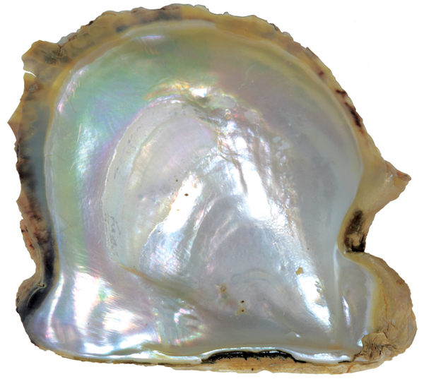Natural Extra Fine White Japanese Akoya Saltwater Pearl - Round - Full-Drilled - Japan - AAA+ Grade