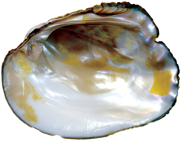 Natural Extra Fine Peacock Freshwater Pearl - Round - Half-Drilled - AAA+ Grade