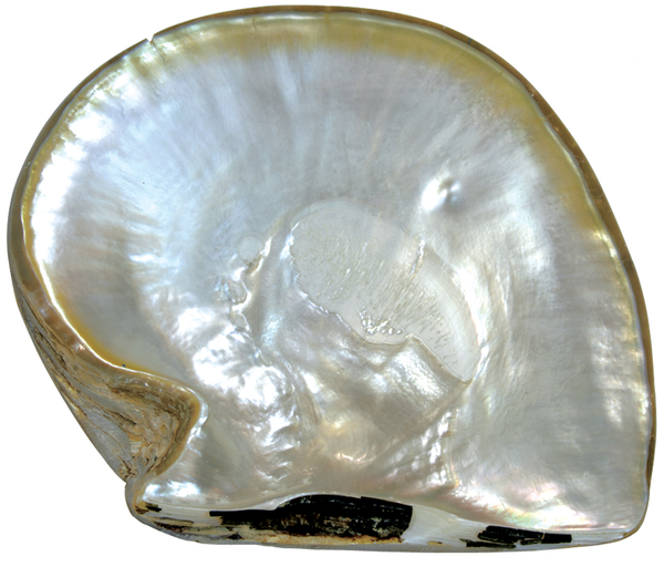 Natural Super Fine White South Sea Mabe Saltwater Pearl - Oval - Australia - AAAA Grade